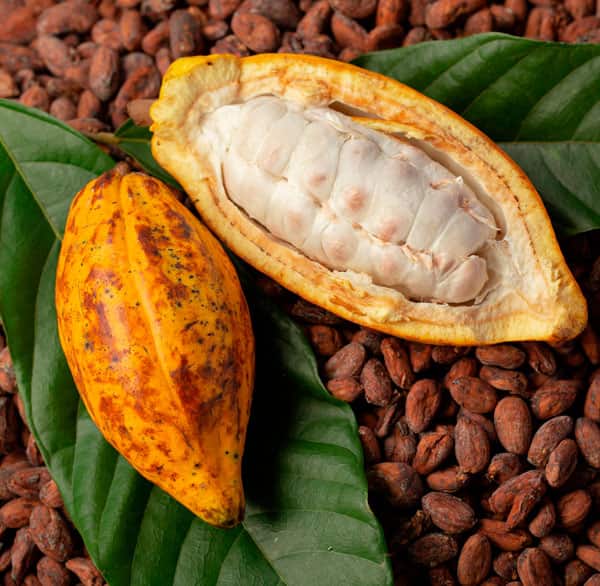 Fruto y granos de cacao